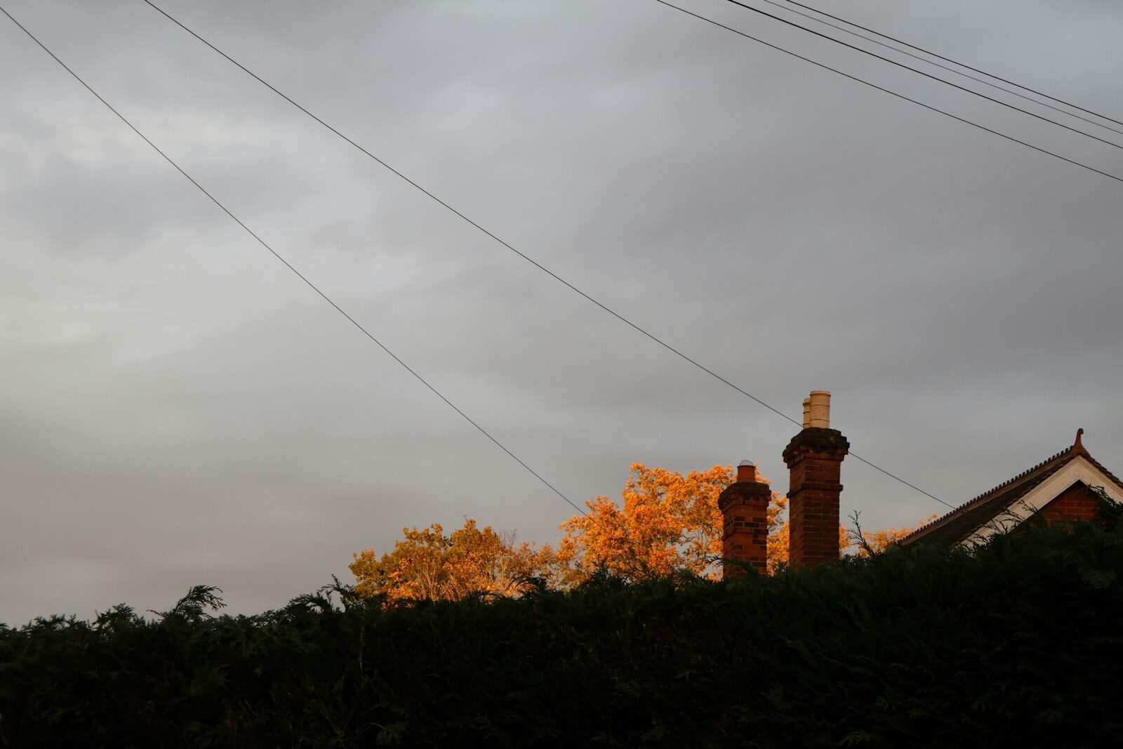 Sunset glow on trees behind rooftops